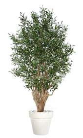Olive Malabar 180 cm Green